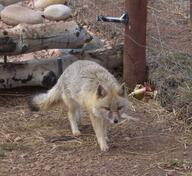 adult black_nose black_tail_tip captivity cloudy color day eyes_open facing_towards full_body gray_fur image mouth_closed orange_eyes photo single standing swift_fox tan_fur vulpes walking white_fur winter_coat zoo // 1147x1049 // 797KB