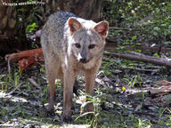 adult black_nose black_tail_tip day eyes_open facing_towards forest full_body gray_fur lycalopex mouth_closed orange_eyes sechuran_fox single standing staring summer_coat sunny white_fur wild // 1500x1125 // 466KB