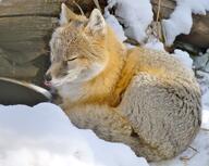 adult black_nose black_tail_tip captivity color curled day eyes_closed facing_side full_body gray_fur image mouth_open photo single snow sunny swift_fox tan_fur tongue vulpes white_fur winter_coat zoo // 1600x1279 // 457KB