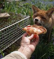 adult black_nose day eating eyes_open facing_towards funny grass image mouth_open muzzle_mark orange_eyes partial_body pizza red_fox red_fur single standing summer_coat sunny teeth tongue urban vulpes white_fur wild // 1892x2084 // 3.2MB