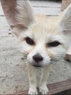 adult captivity day eyes_open facing_towards fennec_fox image photo single tagme tan_fur vulpes // 1080x1445 // 179KB