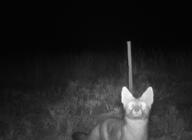 adult black_nose black_tail_tip eyes_open facing_towards grass grayscale image mouth_closed night partial_body photo single standing staring summer_coat swift_fox vulpes wild // 1838x1336 // 236KB