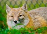 adult black_nose captivity color day eyes_open facing_towards grass gray_fur image mouth_closed on_stomach orange_eyes partial_body photo portrait single sunny swift_fox tan_fur vulpes white_fur winter_coat zoo // 5894x4313 // 2.7MB