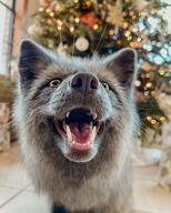 adult close_up color eyes_open facing_towards gray_fur gray_nose image indoors mouth_open orange_eyes panting partial_body pet photo portrait red_fox single sitting summer_coat teeth tongue vulpes // 1080x1350 // 211KB