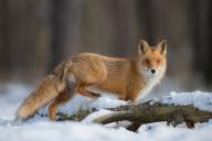 adult black_nose color day eyes_open facing_towards forest full_body image mouth_closed orange_eyes photo red_fox red_fur single snow standing sunny vulpes walking white_fur white_tail_tip wild winter_coat // 960x640 // 159KB