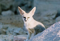 adult black_nose blanford's_fox color day desert eyes_open facing_towards image mouth_closed orange_eyes outdoors partial_body photo single sitting sunny tan_fur vulpes wild // 535x370 // 156KB