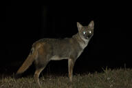 adult black_nose black_tail_tip color eyes_open facing_towards full_body grass gray_fur hoary_fox image lycalopex mouth_closed night outdoors photo single standing tan_fur wild // 1800x1200 // 1.2MB