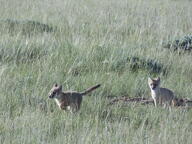 black_nose black_tail_tip color day eyes_open facing_side far_away full_body grass gray_fur image mouth_closed multiple orange_eyes photo playing running staring summer_coat swift_fox tan_fur vulpes white_fur wild young // 1600x1200 // 527KB