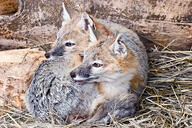 adult black_nose black_tail_tip color curled day eyes_open facing_side full_body gray_fur image mouth_closed orange_eyes photo single staring swift_fox tan_fur vulpes white_fur wild winter_coat // 750x500 // 376KB