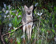 adult black_nose color eyes_open facing_towards full_body grass gray_fur hoary_fox image lycalopex mouth_closed night orange_eyes outdoors photo single standing tan_fur wild // 2048x1620 // 2.4MB