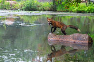 adult black_nose color day eyes_open facing_towards full_body image mouth_open muzzle_mark orange_eyes outdoors panting photo red_fox red_fur single standing summer_coat sunny tongue vulpes water white_tail_tip wild // 6144x4090 // 2.9MB