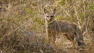 adult bengal_fox black_nose color day eyes_open facing_towards grass image mouth_closed outdoors photo single standing summer_coat tan_fur vulpes wild // 3629x2041 // 8.3MB