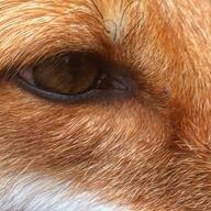 adult close_up eyes_open facing_towards image indoors macro Nixie orange_eyes pet red_fox red_fur single vulpes white_fur // 369x369 // 53KB