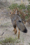 adult black_nose black_tail_tip day desert eyes_open facing_away full_body gray_fur lycalopex mouth_closed orange_eyes pampas_fox red_fur single standing summer_coat sunny walking wild // 400x600 // 280KB