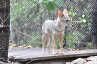 adult black_nose captivity color day eyes_open facing_side full_body gray_fur image lycalopex mouth_closed orange_eyes outdoors photo sechuran_fox single standing sunny white_fur zoo // 2048x1360 // 1.7MB