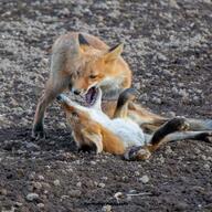 adult black_nose color day eyes_open facing_down facing_up full_body image mouth_open multiple no_muzzle_mark on_side orange_eyes photo playing red_fox red_fur standing summer_coat sunny teeth tongue vulpes white_fur white_tail_tip wild // 1080x1080 // 424KB