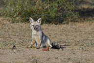 adult bengal_fox black_nose black_tail_tip color day desert eyes_open facing_towards image mouth_closed outdoors photo single sitting summer_coat tan_fur vulpes wild // 2048x1365 // 1.6MB