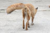 adult captivity color day facing_away full_body image photo red_fox red_fur single tail_raised urban vulpes walking white_fur white_tail_tip zoo // 1920x1279 // 741KB