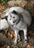 adult arctic_fox captivity day eyes_open fat image photo single vulpes // 504x710 // 315KB