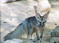 adult black_eyes black_nose blanford's_fox color day desert eyes_open facing_towards full_body image mouth_open outdoors photo single sunny tan_fur vulpes walking wild yawning // 633x469 // 167KB