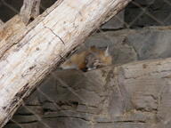 adult black_nose captivity color curled day eyes_closed facing_towards full_body gray_fur image indoors mouth_closed photo single sleeping summer_coat swift_fox tan_fur vulpes white_fur zoo // 3072x2304 // 2.7MB