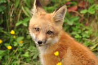 black_nose color day eyes_open facing_towards grass image mouth_closed muzzle_mark orange_eyes partial_body photo portrait red_fox red_fur single sitting staring summer_coat vulpes white_fur white_tail_tip wild young // 4288x2848 // 4.8MB