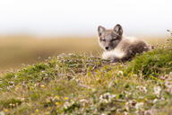 arctic_fox black_fur black_nose color curled day eyes_open facing_towards full_body grass image mouth_closed orange_eyes photo single staring summer_coat sunny vulpes white_fur white_tail_tip wild young // 3210x2141 // 3.6MB