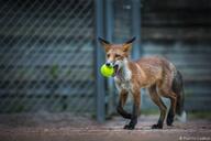 adult black_nose cloudy day eyes_open facing_towards full_body holding_something image mouth_closed orange_eyes outdoors red_fox red_fur single summer_coat teeth urban vulpes walking white_fur white_tail_tip wild // 3240x2160 // 834KB