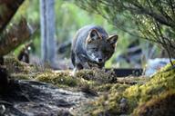 adult black_nose color darwin's_fox day eyes_open facing_towards forest full_body gray_fur image lycalopex mouth_closed orange_eyes photo single standing sunny walking wild // 1620x1080 // 287KB