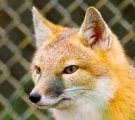 adult black_nose captivity color day eyes_open facing_side gray_fur image mouth_closed orange_eyes partial_body photo portrait single sitting staring sunny swift_fox tan_fur vulpes white_fur winter_coat zoo // 3820x3410 // 1.5MB