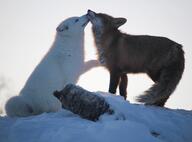 adult arctic_fox black_nose eyes_closed facing_side full_body image mouth_closed multiple multiple_species muzzle_mark outdoors photo red_fox red_fur snow standing still sunny twilight vulpes white_fur wild winter_coat // 1301x961 // 83KB