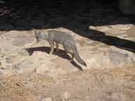 adult black_nose black_tail_tip color day eyes_open facing_towards full_body gray_fur image lycalopex mouth_closed orange_eyes outdoors photo sechuran_fox single standing sunny white_fur wild // 2048x1536 // 1.2MB