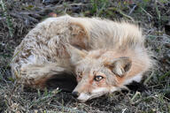 adult black_nose color curled day eyes_open facing_side full_body grass image mouth_closed no_muzzle_mark orange_eyes outdoors photo red_fox red_fur shedding single staring vulpes white_fur white_tail_tip wild // 5568x3712 // 15MB