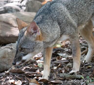 adult black_nose black_tail_tip color day eyes_open facing_side gray_fur image lycalopex mouth_closed orange_eyes outdoors partial_body photo sechuran_fox single standing sunny white_fur wild // 1440x1307 // 533KB