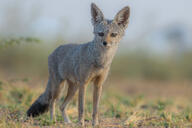 adult bengal_fox black_nose color day desert eyes_open facing_towards image mouth_closed outdoors photo single standing summer_coat tan_fur vulpes wild // 3072x2048 // 767KB