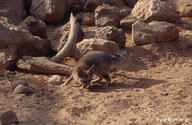 adult black_eyes black_nose blanford's_fox color day desert eyes_open facing_towards full_body image mouth_closed outdoors photo single sunny tan_fur vulpes walking wild // 1000x651 // 504KB