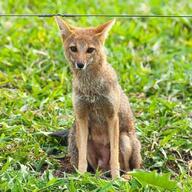 adult black_nose color day eyes_open facing_towards full_body grass gray_fur hoary_fox image lycalopex mouth_closed orange_eyes outdoors photo single sitting tan_fur wild // 643x643 // 277KB