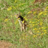 adult black_nose black_tail_tip color day eyes_open facing_towards full_body grass gray_fur image lycalopex mouth_closed orange_eyes pampas_fox photo red_fur single sitting staring summer_coat sunny wild // 2926x2953 // 3.5MB