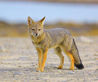 adult black_nose black_tail_tip color desert eyes_open facing_towards full_body image lycalopex mouth_closed orange_eyes photo single south_american_gray_fox standing still summer_coat sunny tan_fur tongue wild // 3121x2636 // 4.6MB