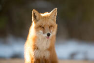 adult black_nose blep color eyes_closed facing_towards funny image mouth_open no_muzzle_mark partial_body photo portrait red_fox red_fur single sitting snow still sunny tongue twilight vulpes white_fur wild winter_coat // 2048x1363 // 412KB