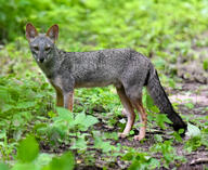 adult black_nose black_tail_tip color day eyes_open facing_towards full_body gray_fur image lycalopex mouth_closed orange_eyes outdoors photo sechuran_fox single standing sunny white_fur wild // 2048x1678 // 3.5MB