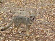 adult black_nose black_tail_tip color day eyes_closed facing_towards full_body gray_fur image lycalopex mouth_open orange_eyes outdoors photo sechuran_fox single standing sunny teeth tongue white_fur wild yawning // 2048x1536 // 1.0MB