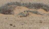 adult black_nose color curled day desert eyes_open facing_towards full_body image mouth_closed orange_eyes photo ruppell's_fox single staring summer_coat sunny tan_fur vulpes white_tail_tip wild // 1496x873 // 710KB