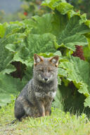 adult black_nose color darwin's_fox day eyes_open facing_towards full_body grass gray_fur image lycalopex mouth_closed orange_eyes outdoors photo single sitting sunny wild // 818x1229 // 803KB