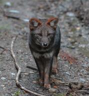 adult black_nose cloudy color darwin's_fox day eyes_open facing_towards full_body gray_fur image lycalopex mouth_closed orange_eyes outdoors photo single standing wild // 1898x2048 // 2.3MB