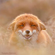 adult black_nose color eyes_open facing_towards grass image mouth_open orange_eyes outdoors partial_body photo portrait red_fox red_fur single teeth twilight vulpes white_fur wild // 1200x1200 // 182KB