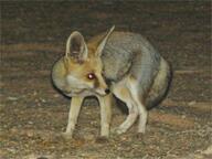 adult black_nose color desert eyes_open facing_side full_body image mouth_closed night orange_eyes photo ruppell's_fox single standing summer_coat tan_fur vulpes walking white_tail_tip wild // 750x563 // 210KB