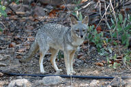 adult black_nose black_tail_tip color day eyes_open facing_towards full_body gray_fur image lycalopex mouth_closed orange_eyes outdoors photo sechuran_fox single standing sunny white_fur wild // 6960x4640 // 16MB