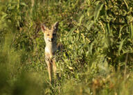 adult black_nose black_tail_tip day eyes_open facing_towards grass gray_fur lycalopex mouth_closed orange_eyes pampas_fox partial_body red_fur single staring summer_coat sunny wild // 2048x1463 // 692KB