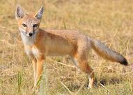 adult black_nose black_tail_tip color day desert eyes_open facing_towards full_body image mouth_closed orange_eyes photo single standing staring summer_coat sunny swift_fox tan_fur vulpes white_fur wild // 3023x2167 // 2.1MB